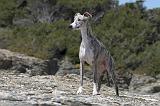 WHIPPET 027
